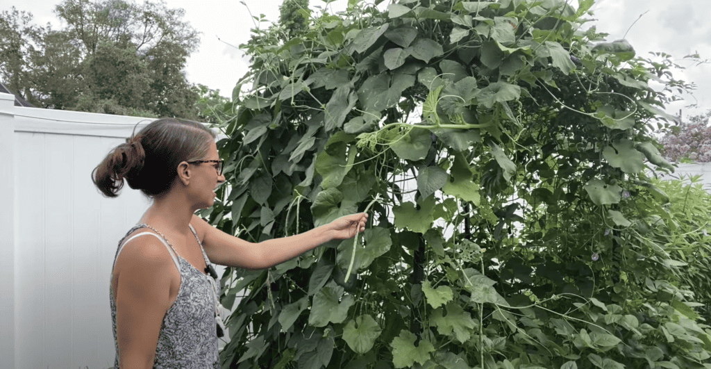 Thai soldier beans